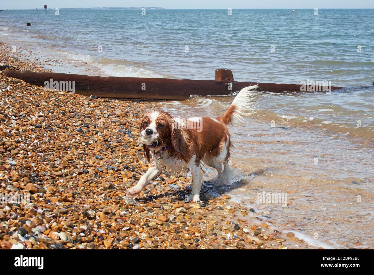 Studd Hill, Kent, UK. 18th May 2020: UK Weather. Gracie the 14 month old  Cavalier King Charles Spaniel plays with an oyster shell in her mouth on the beach on a gloriously hot day as the warm weather continues. Credit: Alan Payton/Alamy Live news Stock Photo