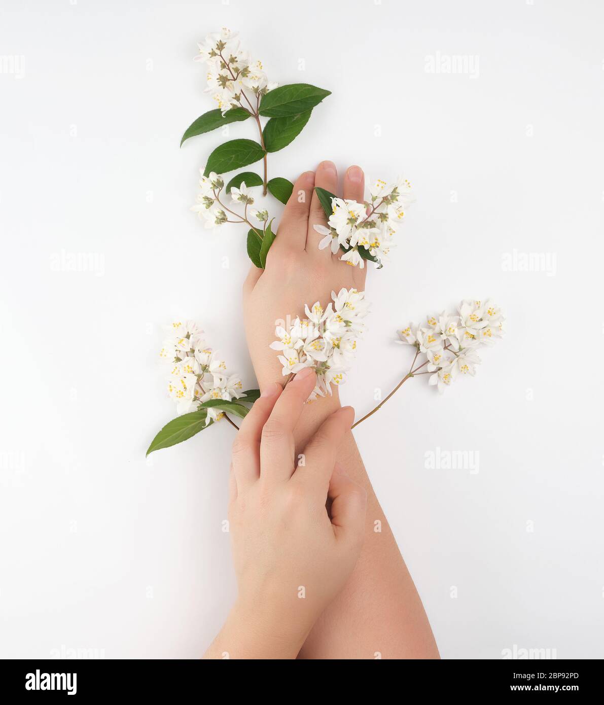 two female hands and small white flowers on a white background, fashionable concept for hand skin care, anti-aging care, spa treatments Stock Photo