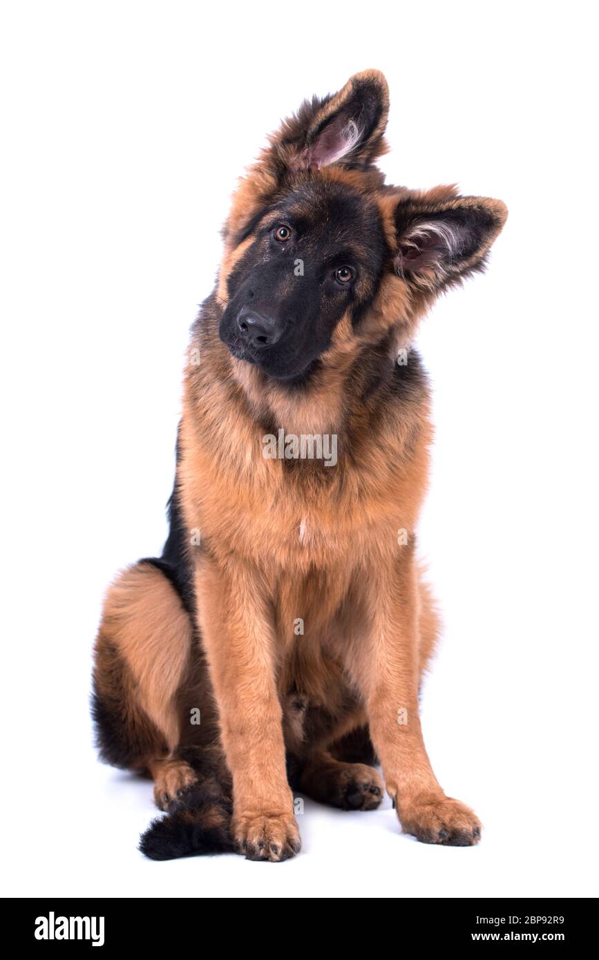 german shepherd double coated dog