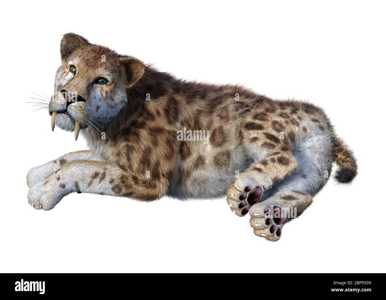 3D rendering of a sabertooth tiger on white Stock Photo - Alamy