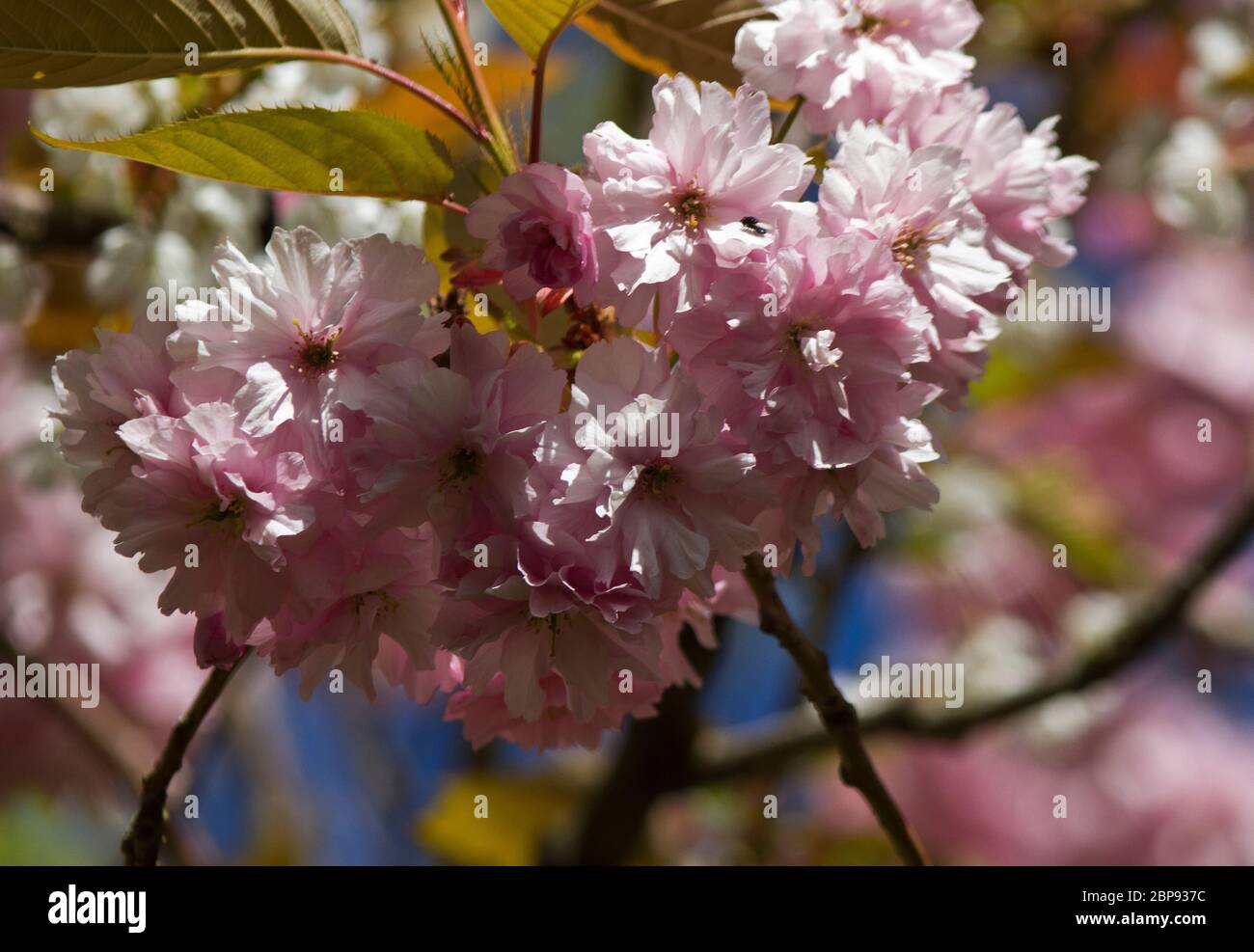 The Japanese Cherry Tree originated in China but is now a popular