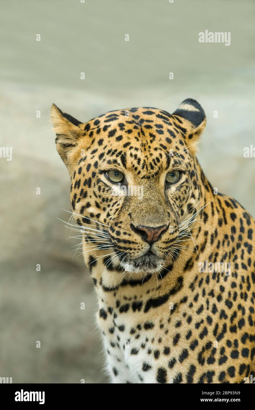 Leopard face detail hi-res stock photography and images - Alamy