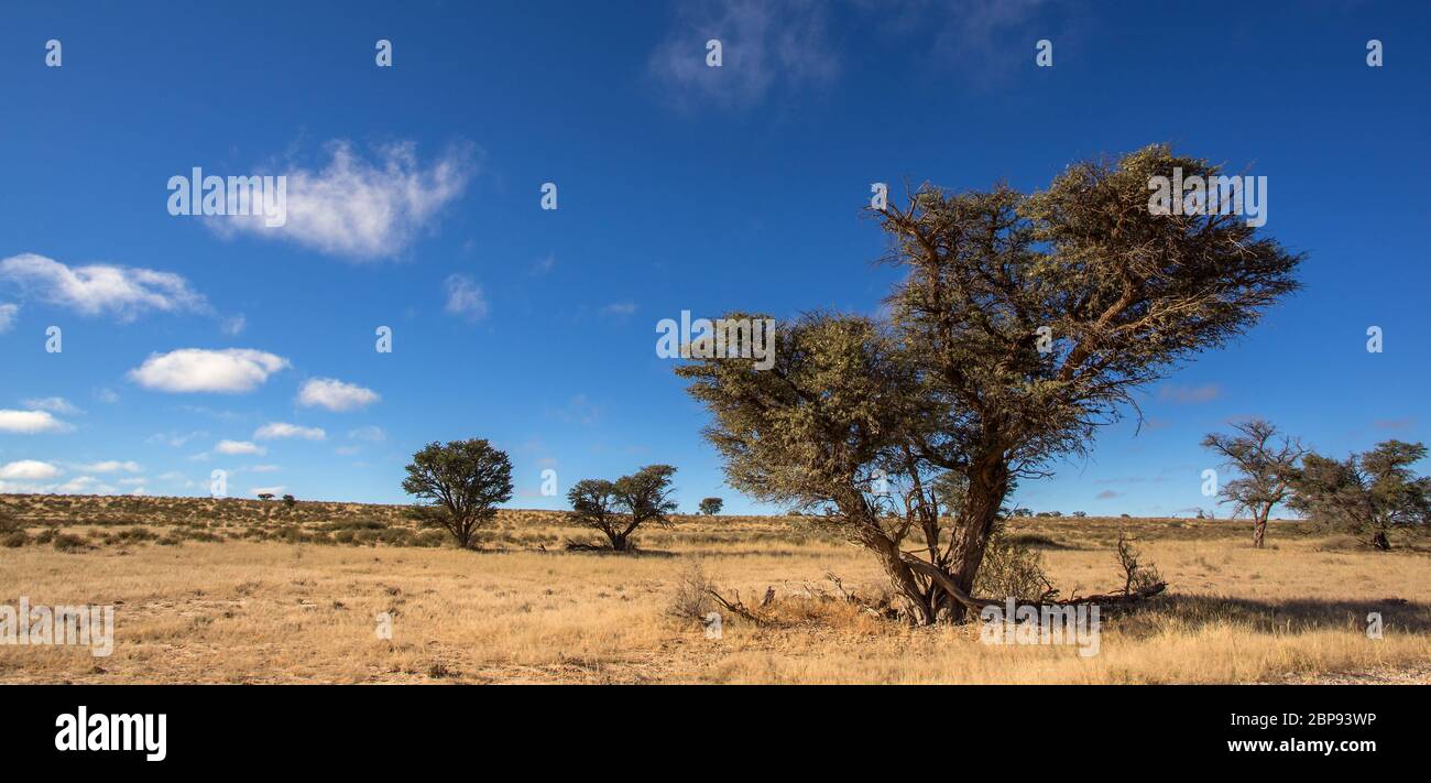 Kgalagadi, kalahari landscape Stock Photo