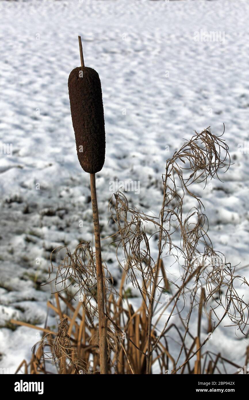 Bulrush on marshy farmland in winter, Holt, Wrexham Stock Photo
