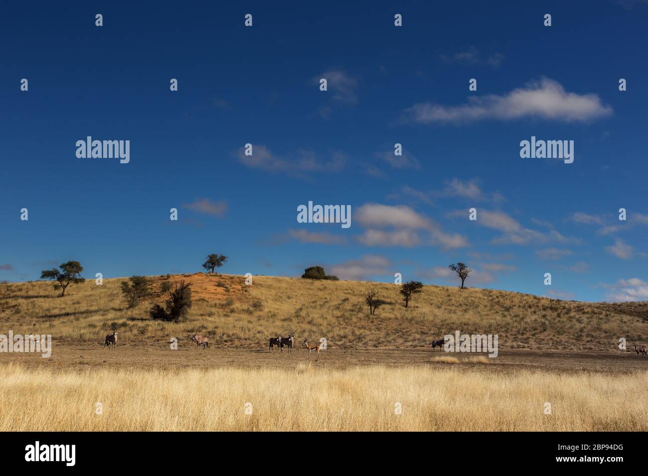 Kgalagadi, kalahari landscape Stock Photo