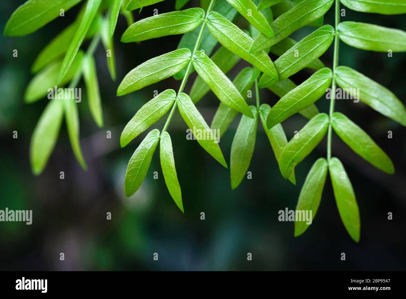 Pinnately Compound Leaf High Resolution Stock Photography And Images Alamy