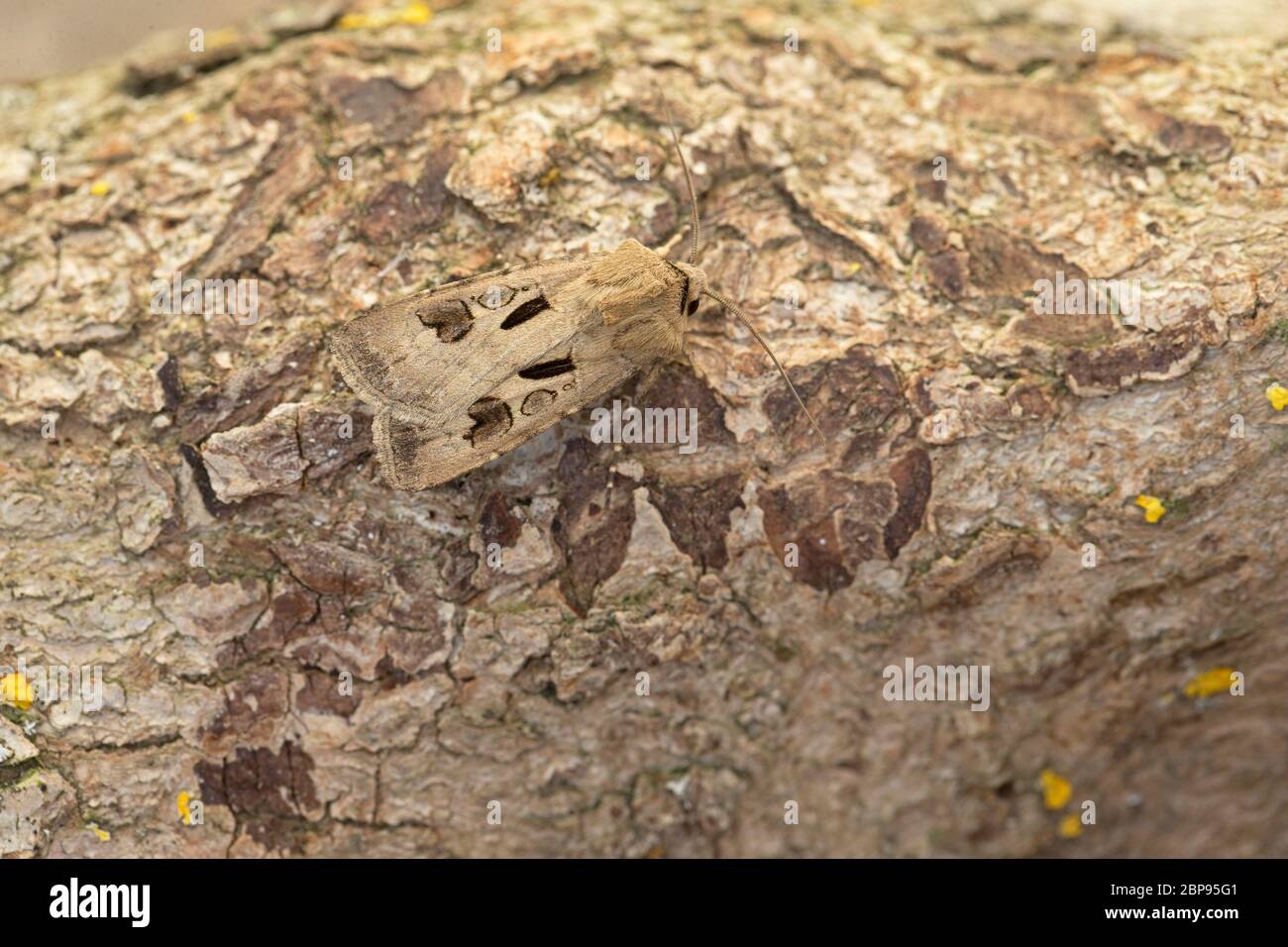 Heart and Dart (Agrotis exclamationis) Stock Photo
