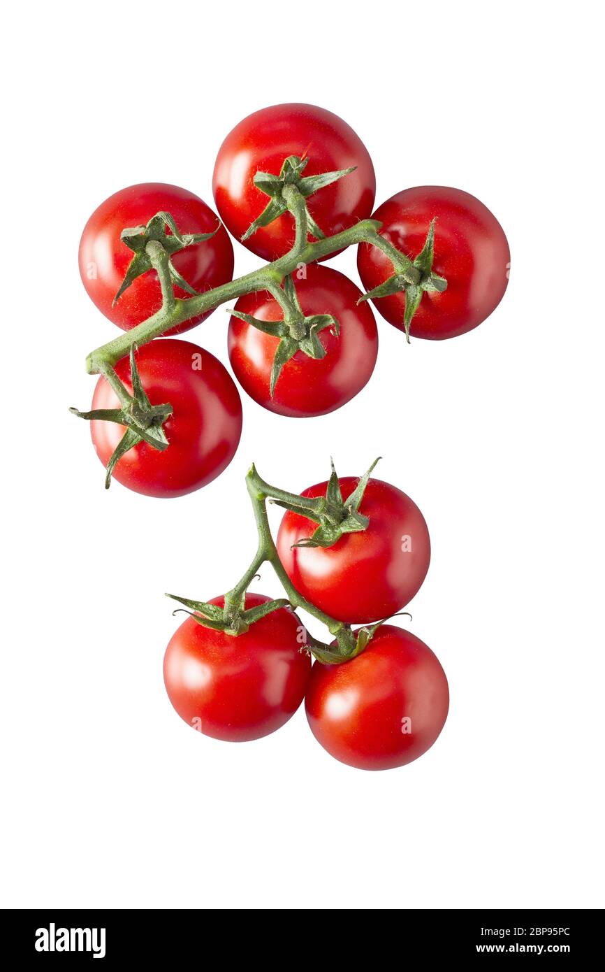 Juicy ripe red tomatoes in a bunch on the vine isolated on white in a ...