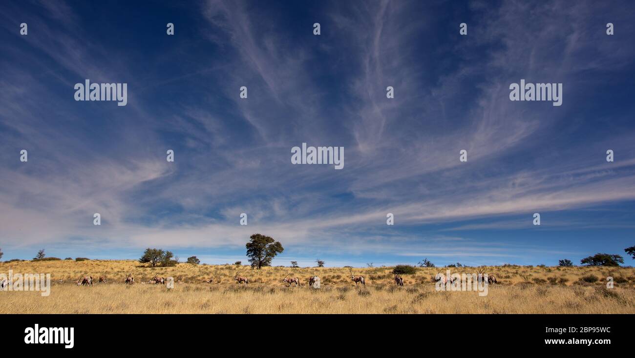 Kgalagadi, kalahari landscape Stock Photo