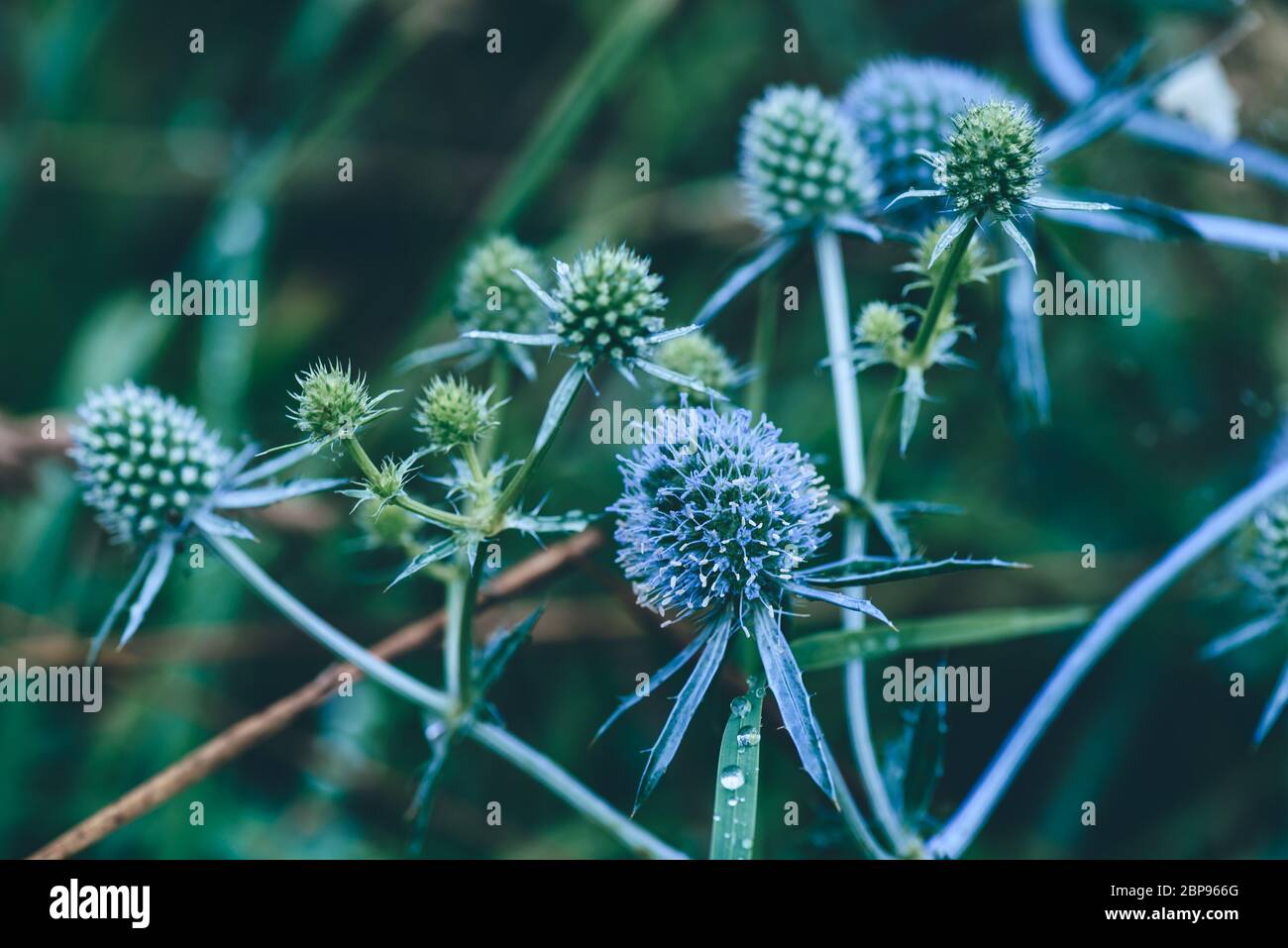 Flowers of blue eryngium with water drops after rain Stock Photo Alamy