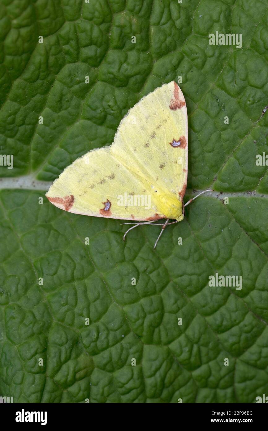 Brimstone Moth (Opisthograptis luteolata) Stock Photo