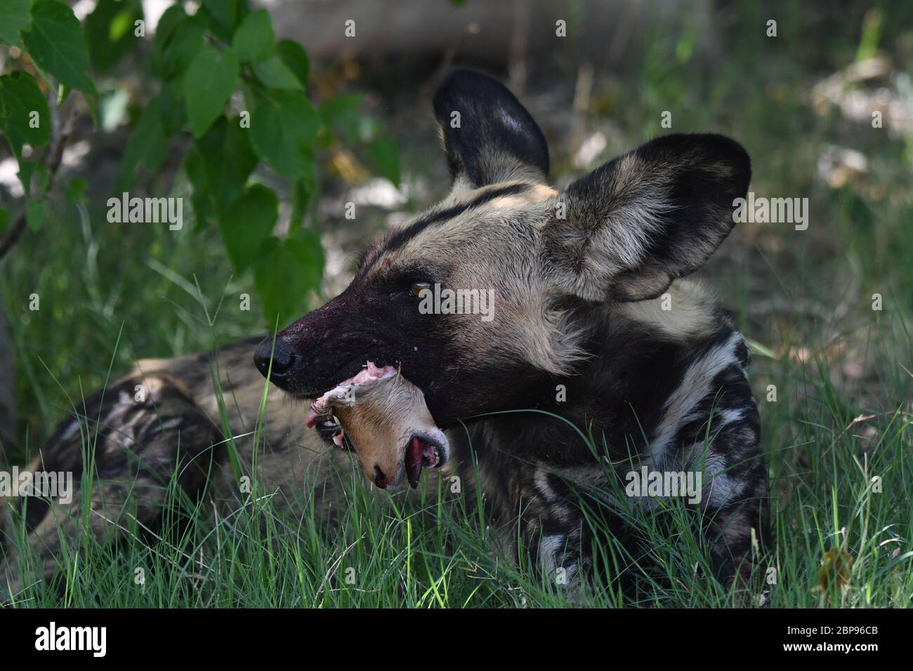 The stunning sequence was captured in the Okavango Delta in Botswana. BOTSWANA: A ?SAVAGE? photo captures the GRISLY moment an African wild dog chows Stock Photo