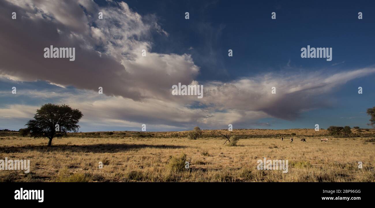 Kgalagadi, kalahari landscape Stock Photo