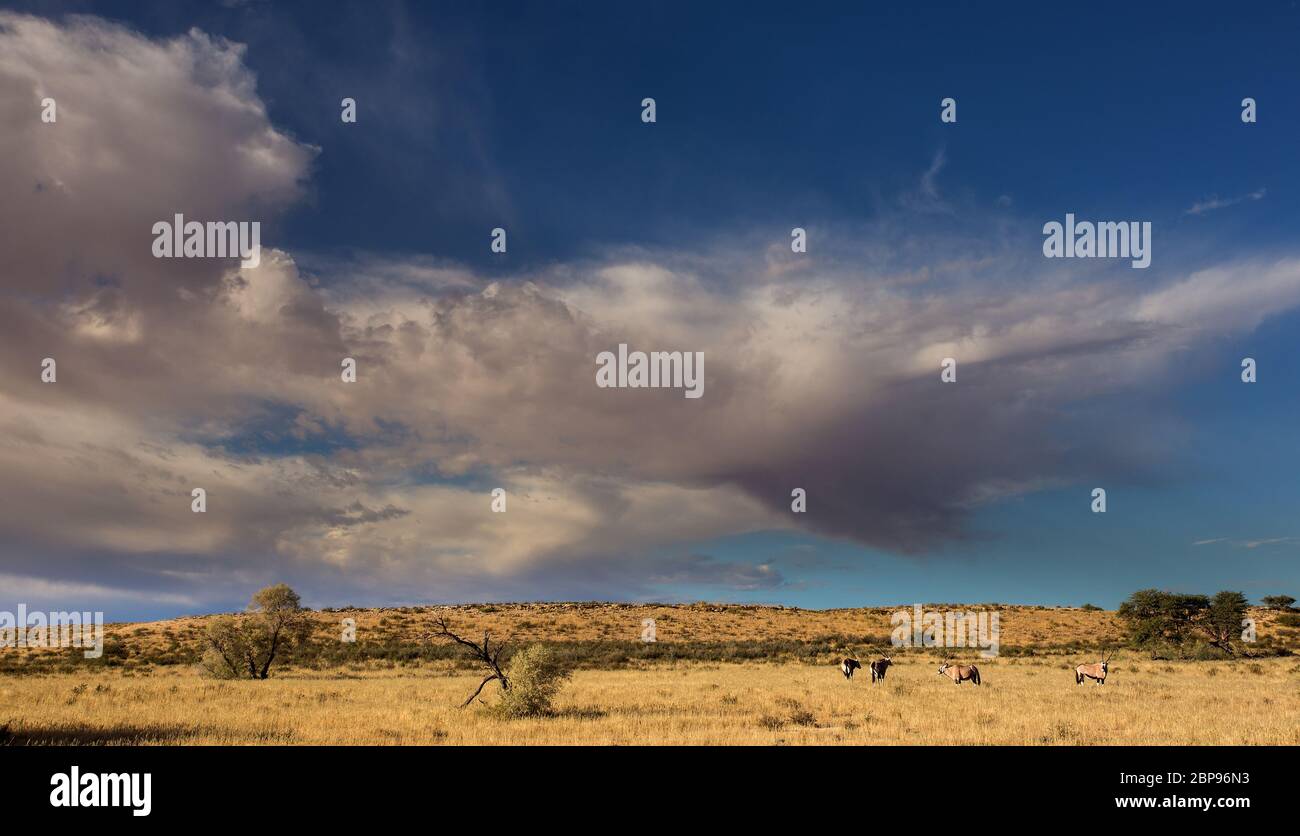 Kgalagadi, kalahari landscape Stock Photo