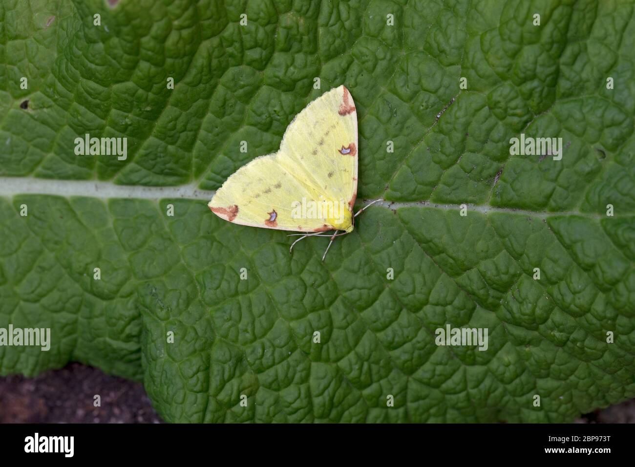 Brimstone Moth (Opisthograptis luteolata) Stock Photo