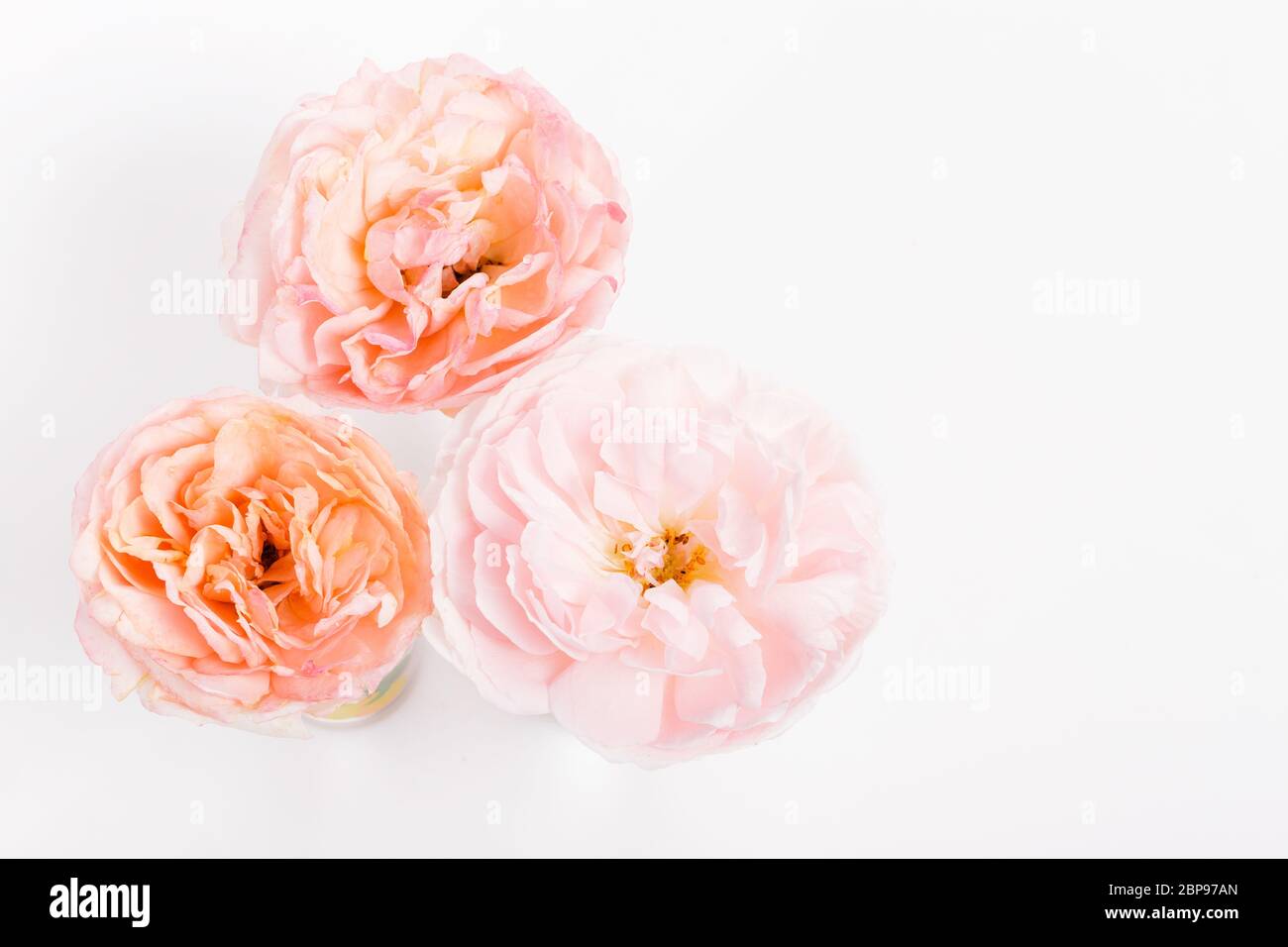 Beautiful pink rose close hi-res stock photography and images - Alamy