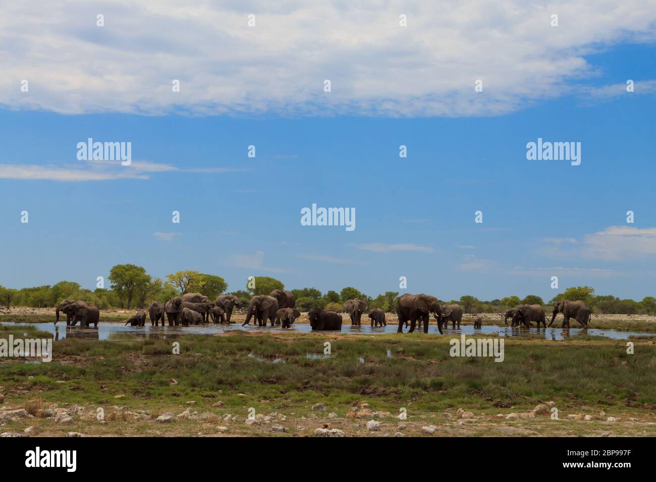 Herd of elephants from Etosha National Park, Namibia Stock Photo