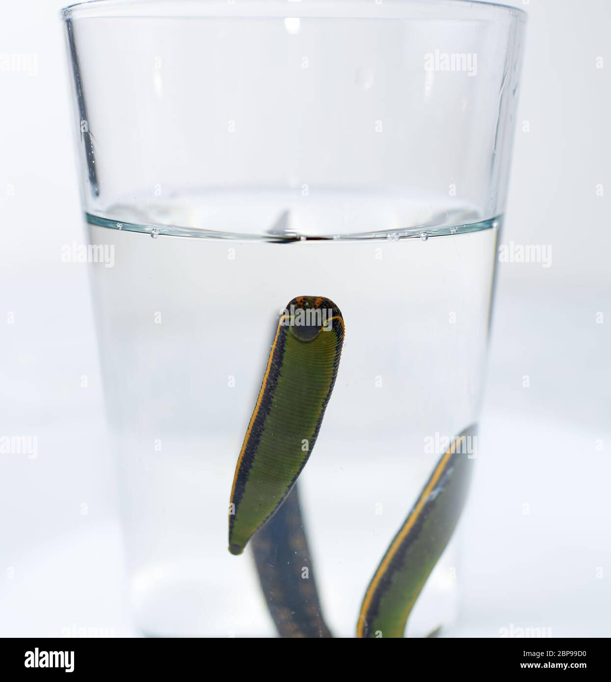 Hirudotherapy. Medical leeches in water before therapy Stock Photo - Alamy