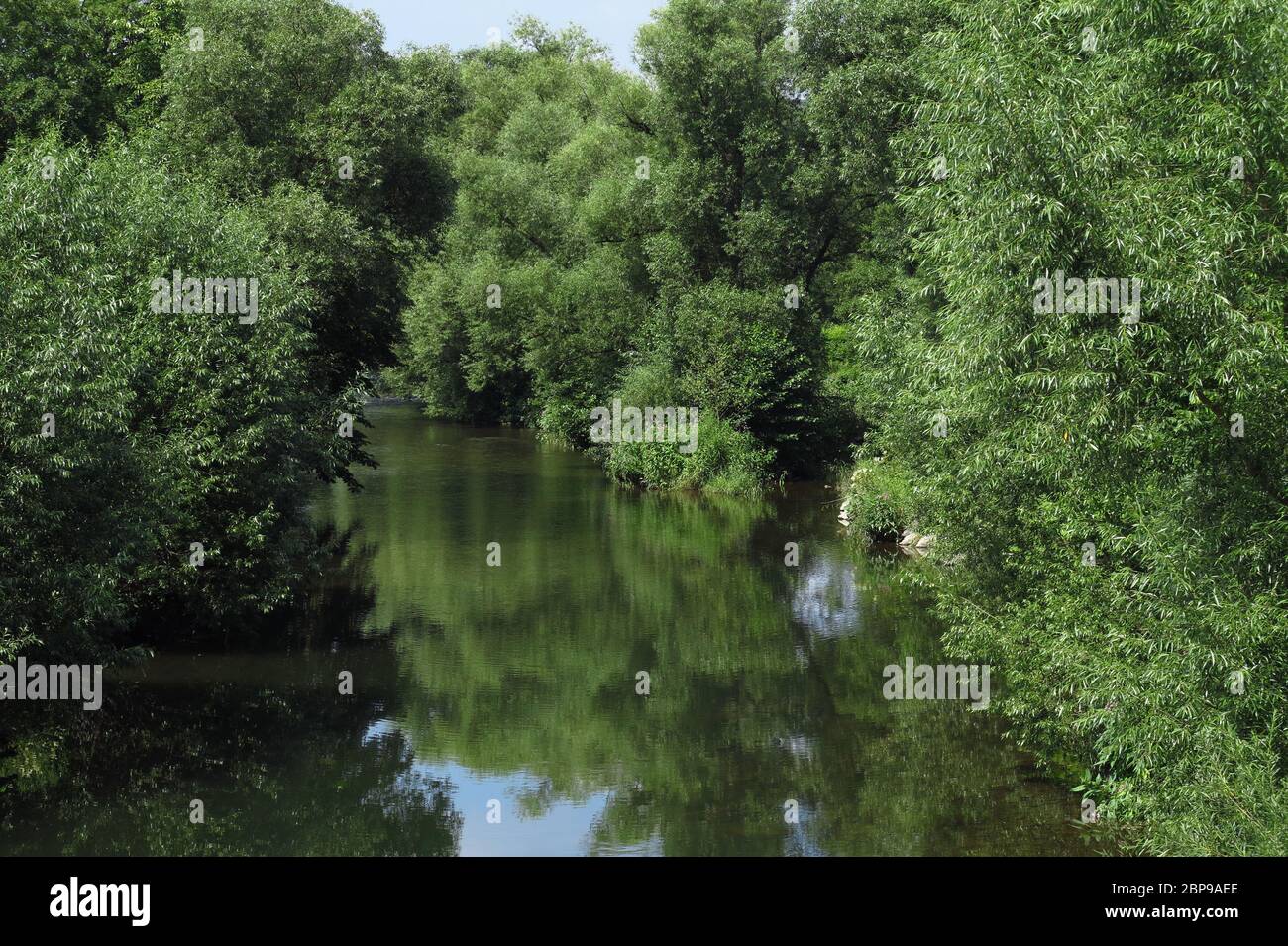 Wie im Urwald wirkt dieser Blick in den Fluss begleitenden Auwald an der Ruhr mitten in Arnsberg im Hochsommer. Naturschutzgebiet mit seltenen Tieren Stock Photo