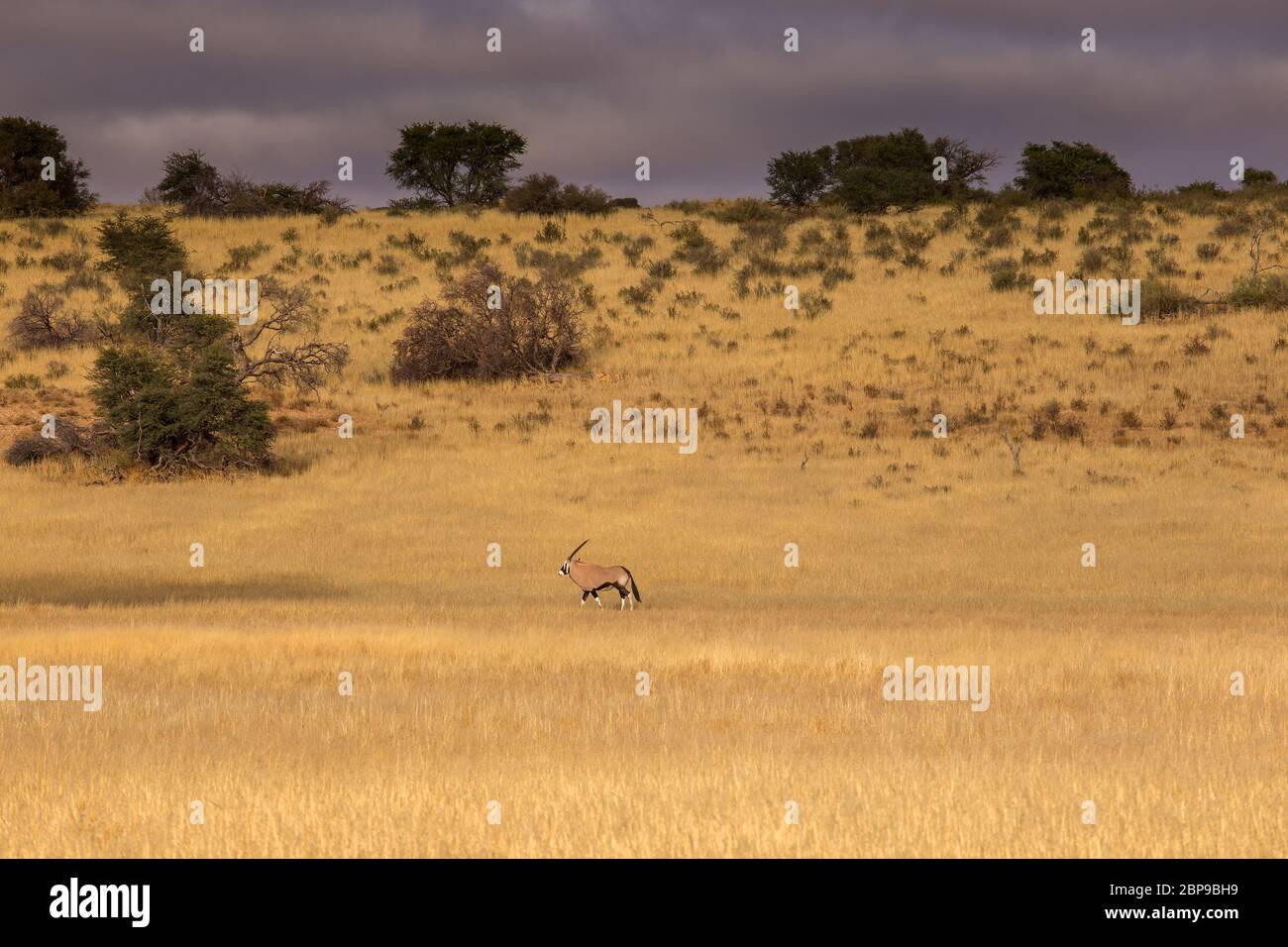 Kgalagadi, kalahari landscape Stock Photo