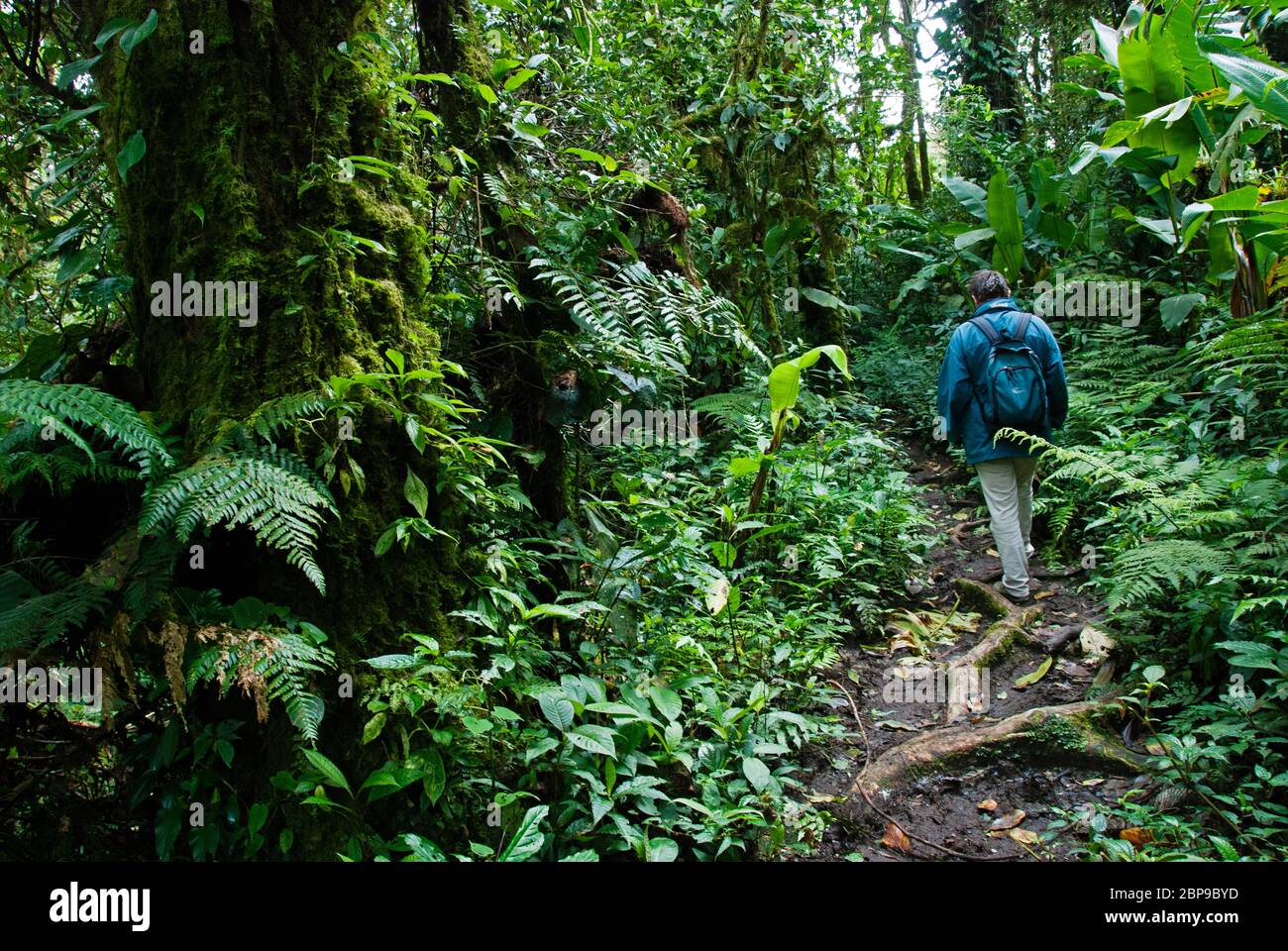 SANTA ELENA -MONTEVERDE CLOUD FOREST RESERVE , PUNTARENAS PROVINCE. COSTA RICA. CENTRAL AMERICA. Stock Photo