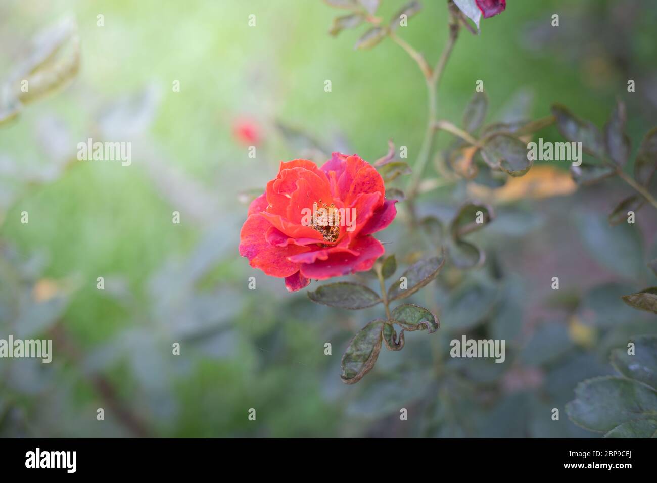 The background image of the colorful flowers, background nature Stock ...