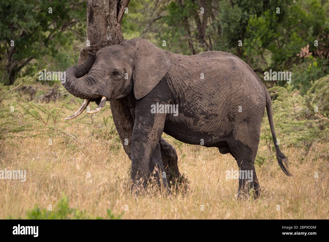 African elephant rubbing itself against twisted tree Stock Photo