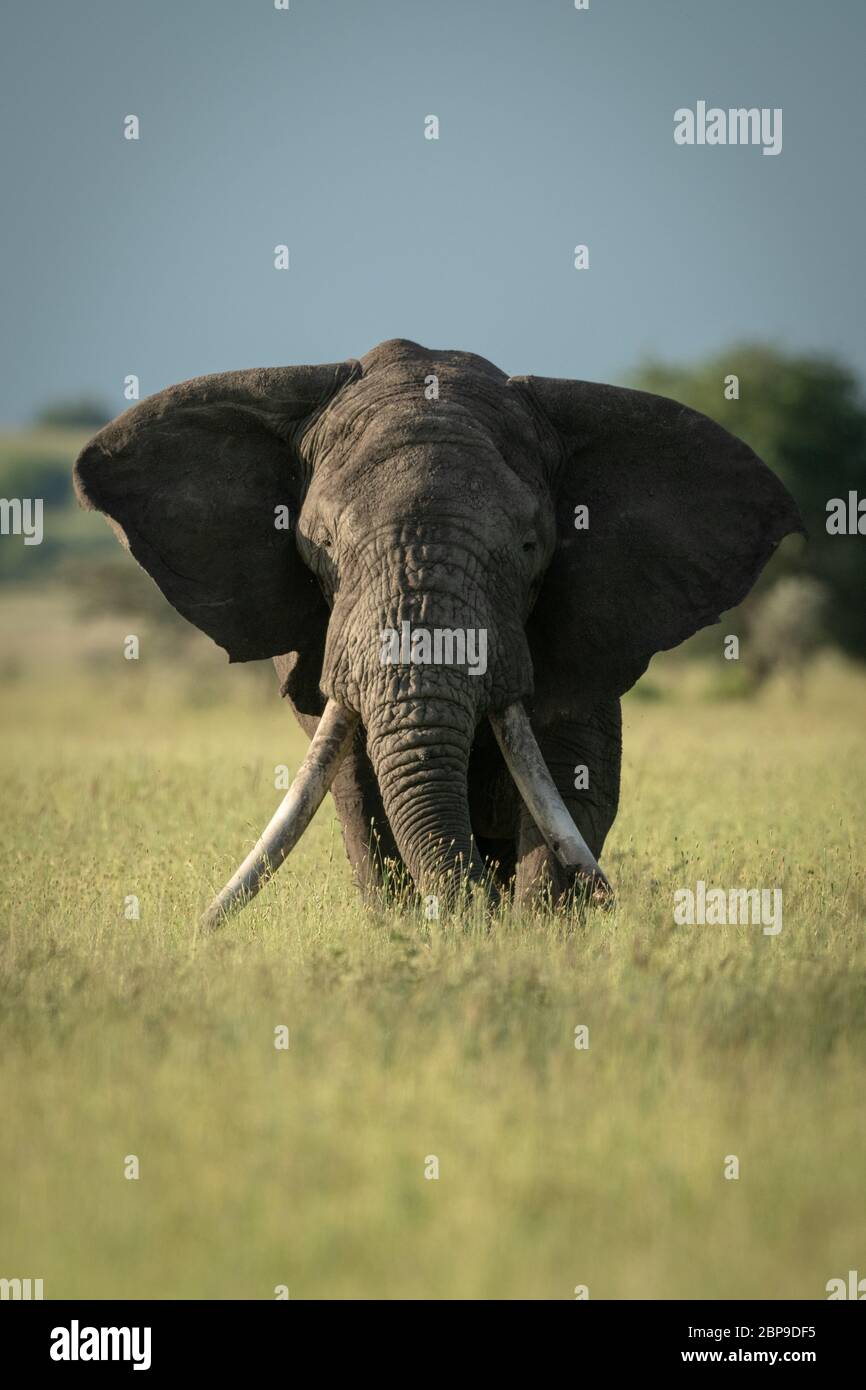 African bush elephant stands eating long grass Stock Photo - Alamy