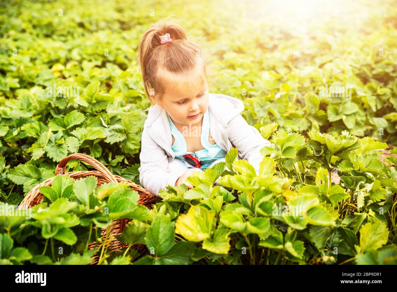 Cute Girl Picking Strawberries In The Garden Stock Photo - Alamy