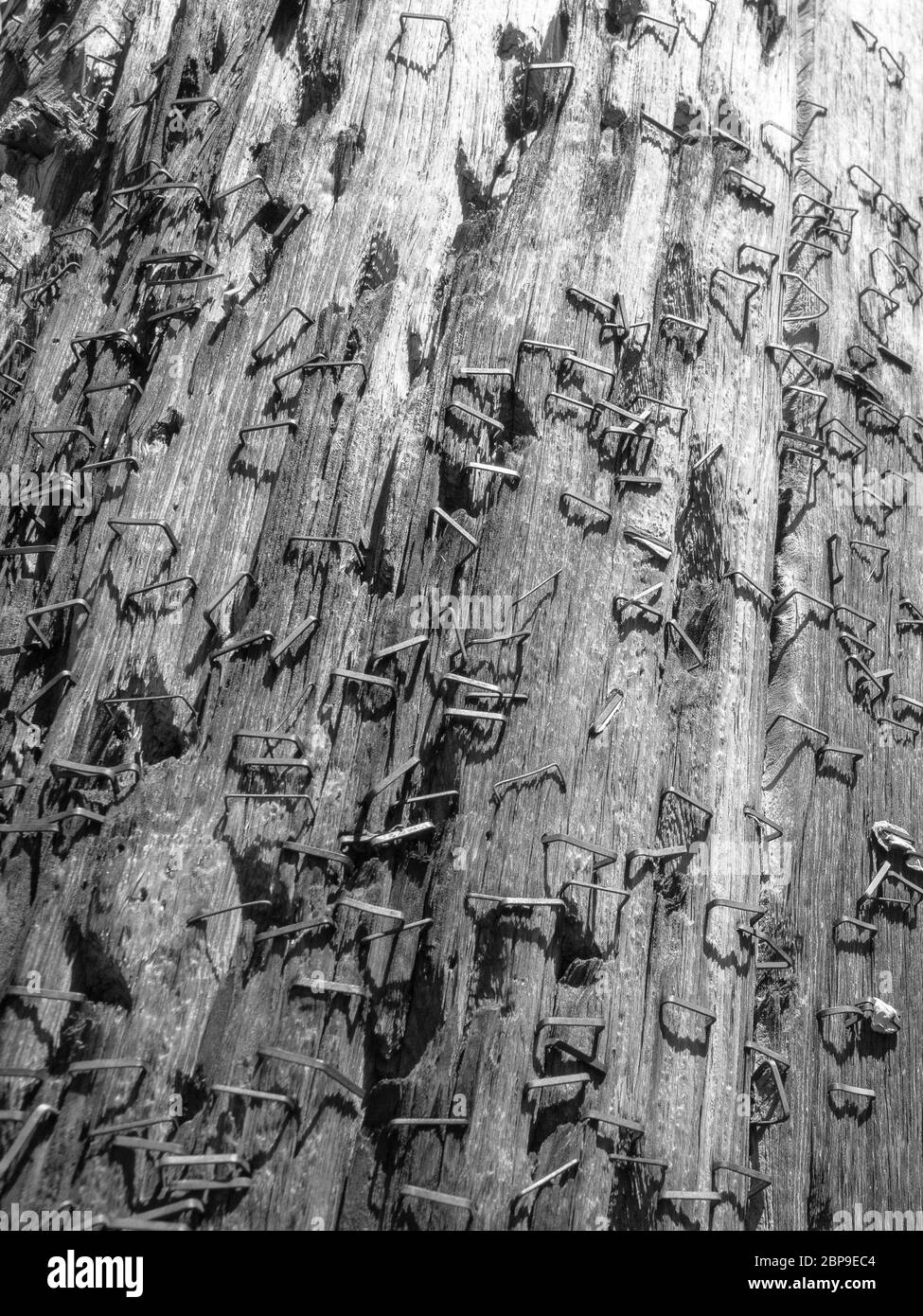 Black and white of staples in a wooden electrical pole Stock Photo Alamy