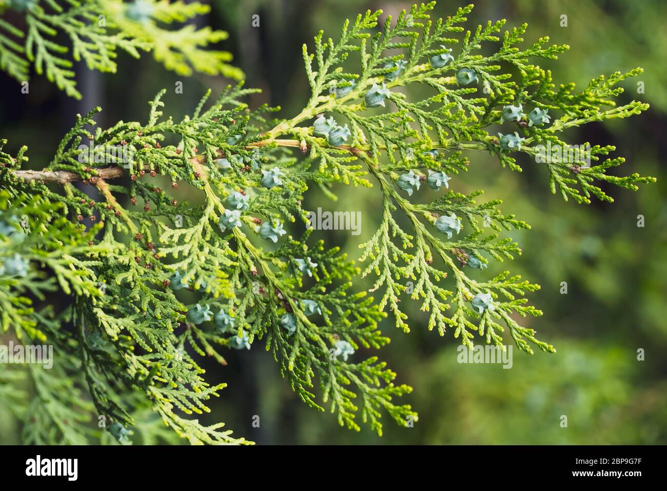 Branch of thuja occidentalis. Evergreen fir-tree background. Nature wallpaper Stock Photo