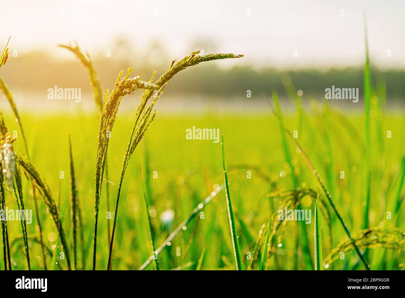 Rice plant with sunrise or sunset and flare over the sun in moning ...