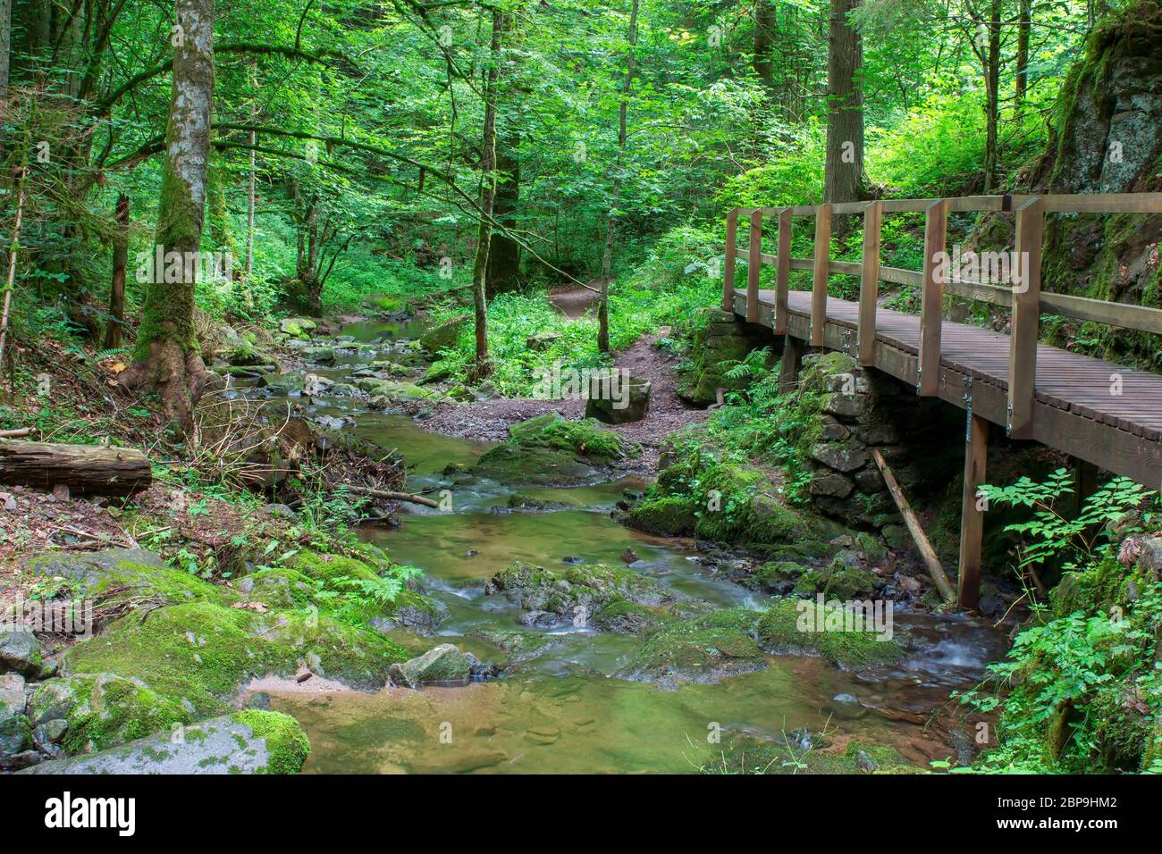 Blach forest hi-res stock photography and images - Alamy