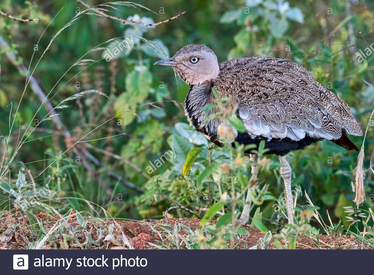 Schwarzbauchtrappe Lissotis Melanogaster Tsavo West Nationalpark Kenia Ostafrika Stock Photo Alamy