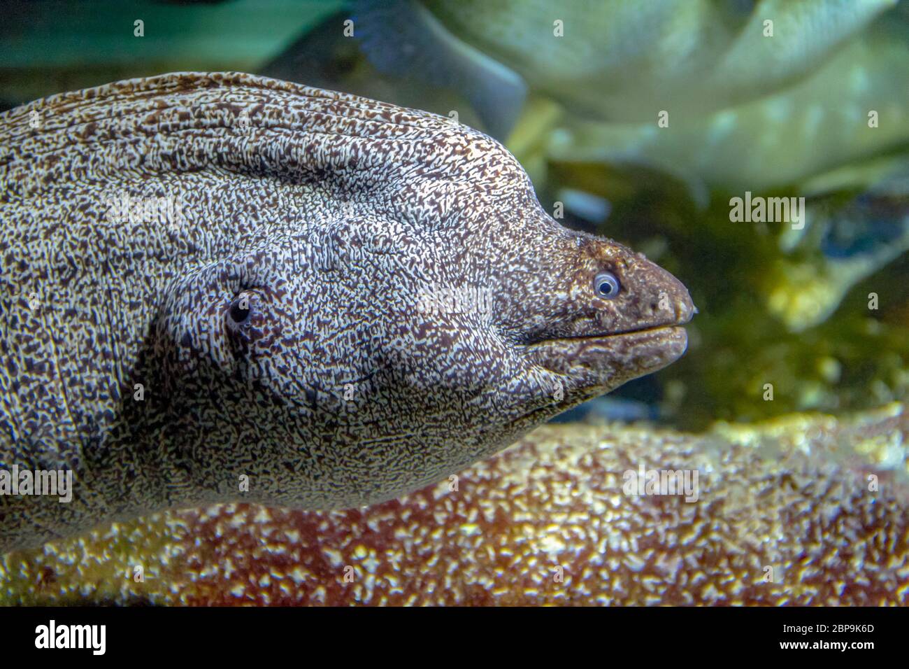 portrait of a moray eel in natural ambiance Stock Photo Alamy