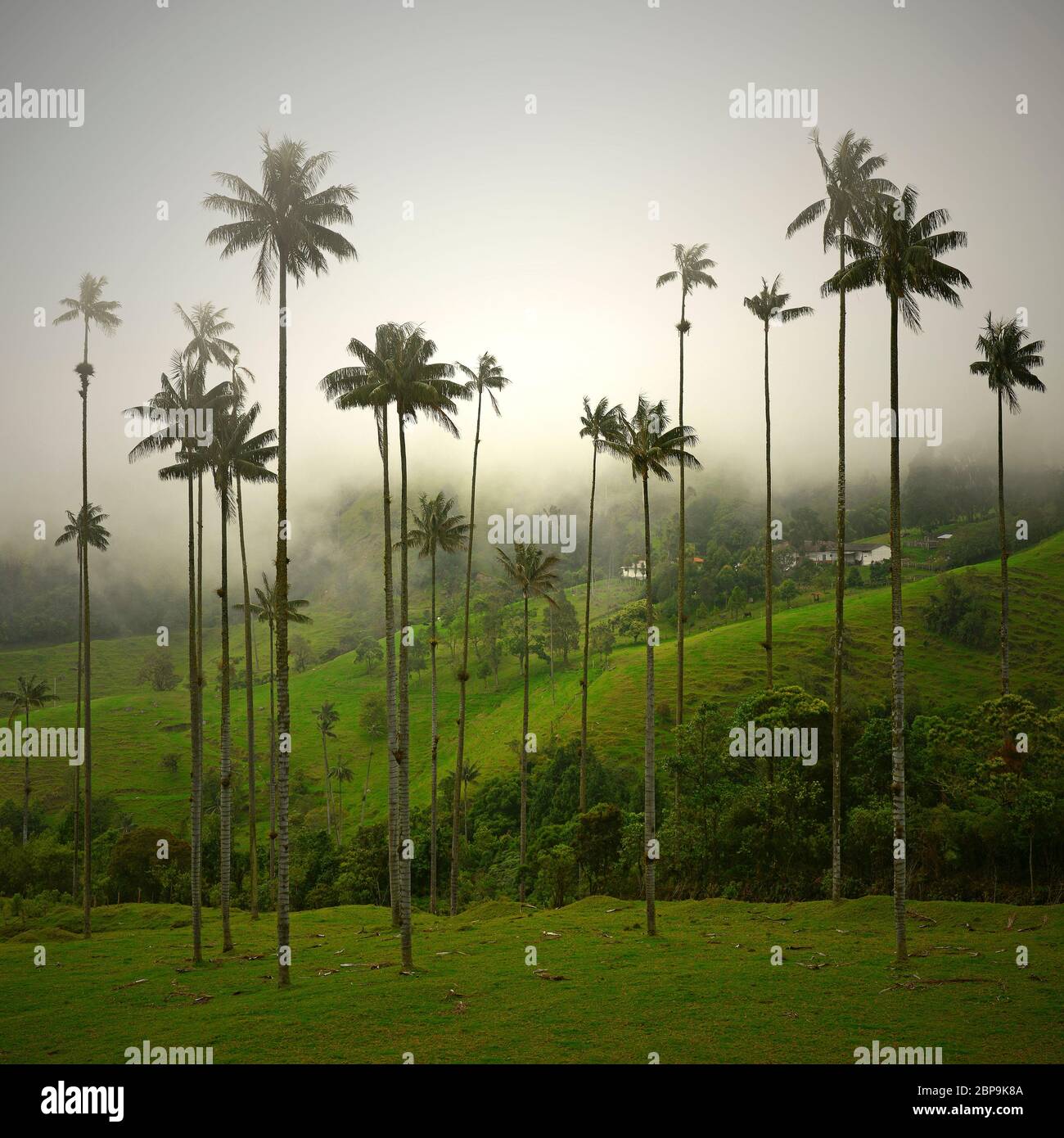 Wax palm trees (Ceroxylon quindiuense) in the morning mist of the Cocora valley near Armenia and Salento, Colombia. Stock Photo