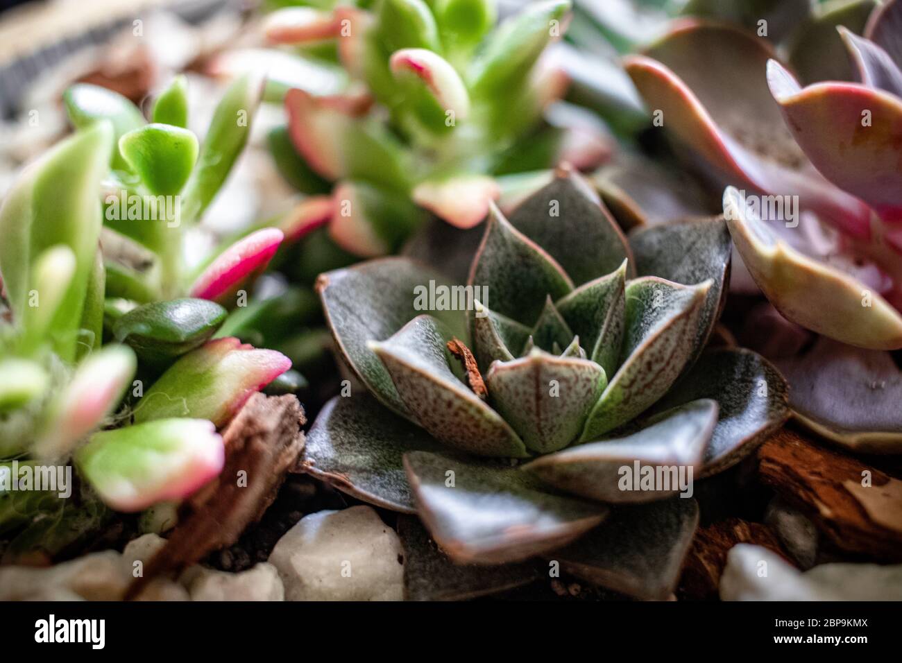Beautiful succulents, white rocks and wooden bowl home garden Stock Photo