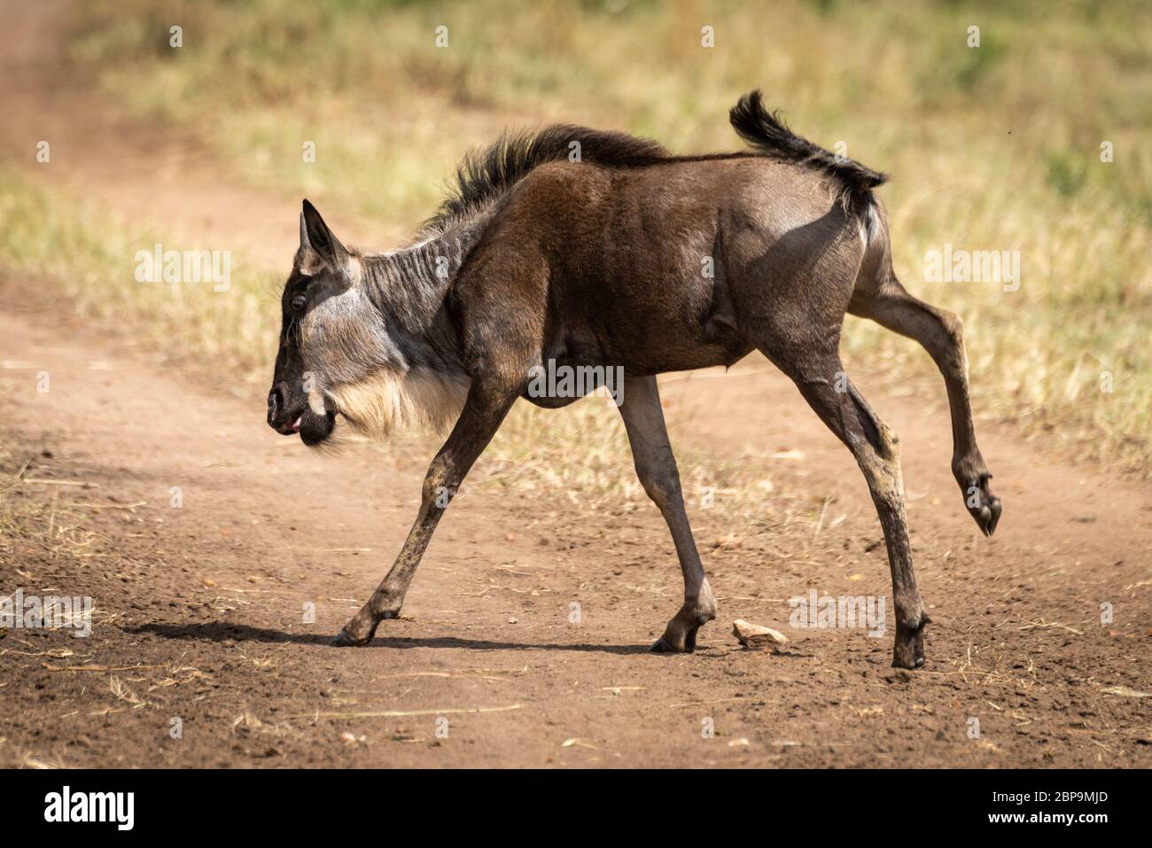 Blue wildebeest calf galloping across dirt track Stock Photo