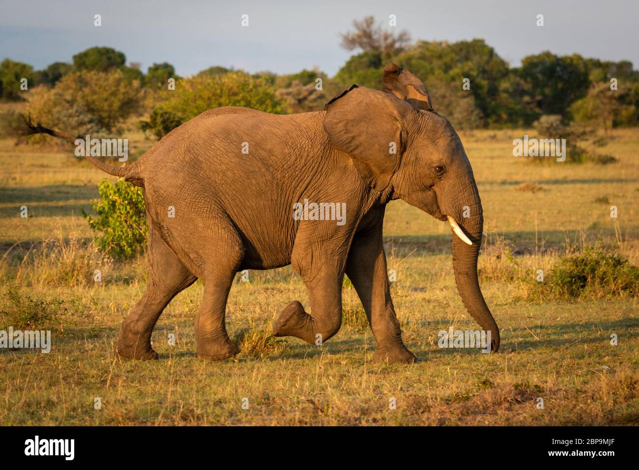 African bush elephant runs across sunlit savannah Stock Photo
