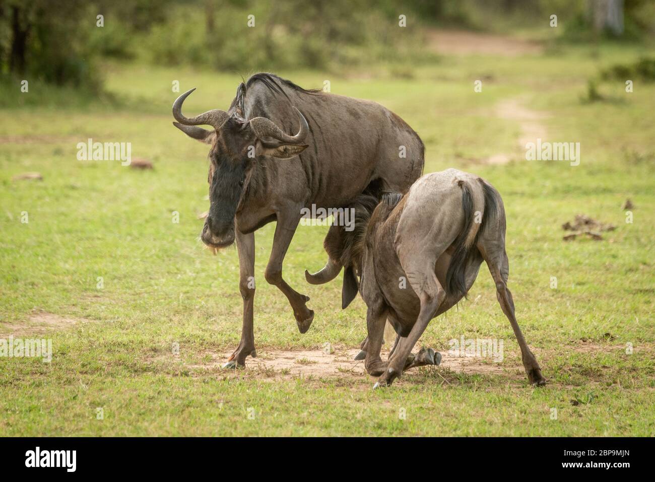 Blue wildebeest calf suckles from unwilling mother Stock Photo