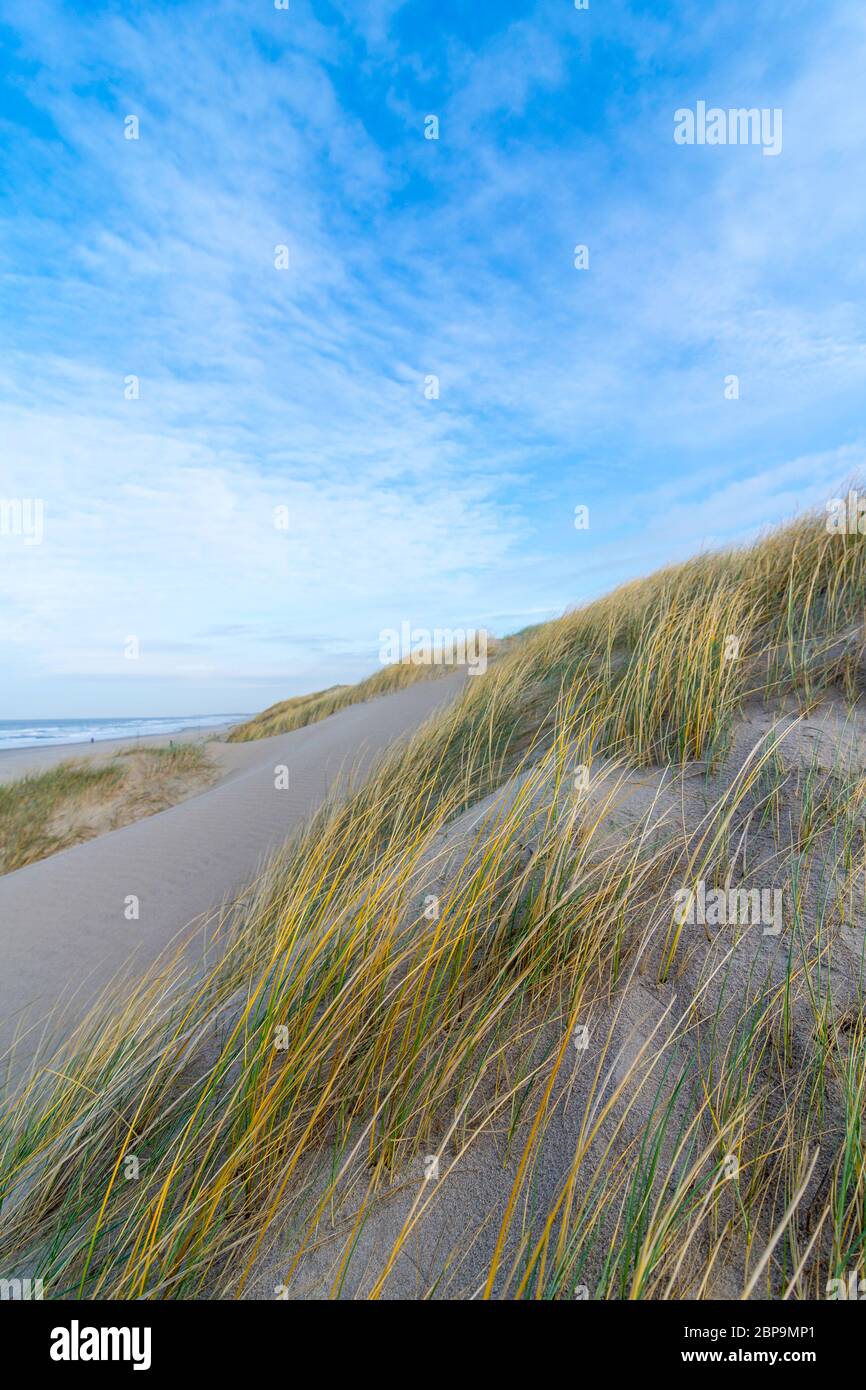 Dune grass grows on a sand hill on the beach in the Netherlands. The grass is green with yellow tips. The sky is crossed by fine clouds. Stock Photo