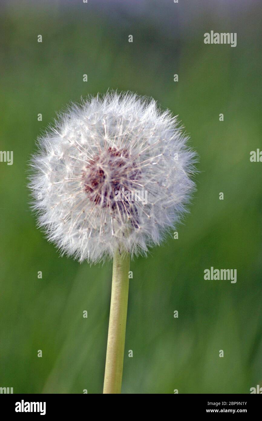 Single dandelion, probably Taraxacum officinale, seedhead on a stalk with the focus on the marginal bristles producing a silver and halo effect. Backg Stock Photo