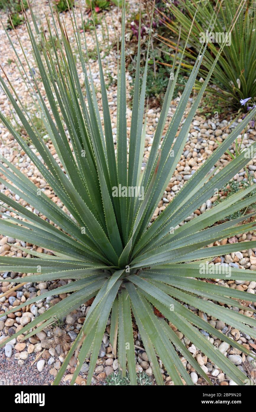 Desert spoon plant, Dasylirion wheeleri, rosette of leaves with a background of gravel and plants. Stock Photo