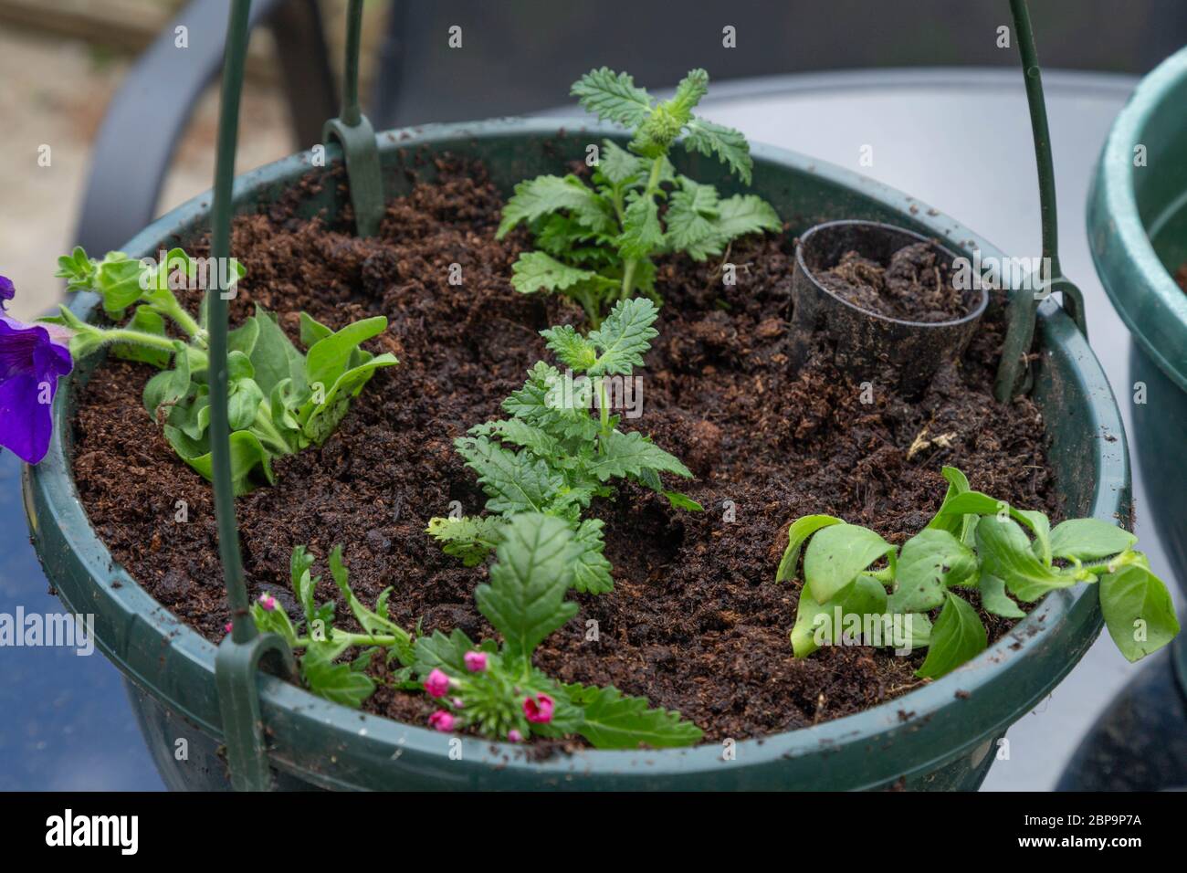 Planting up a hanging basket. Stock Photo