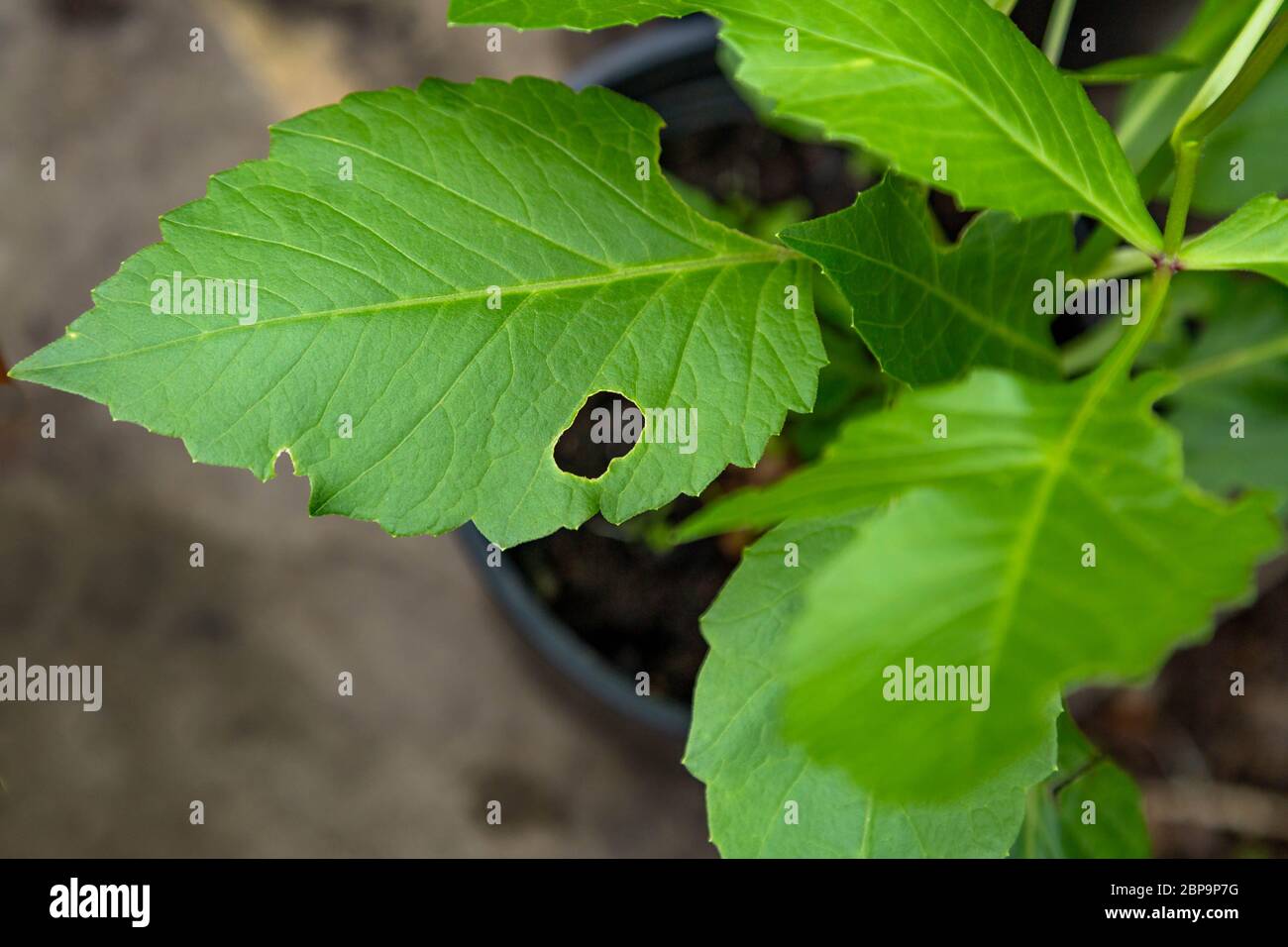 Slug damage to dahlia leaves hires stock photography and images Alamy