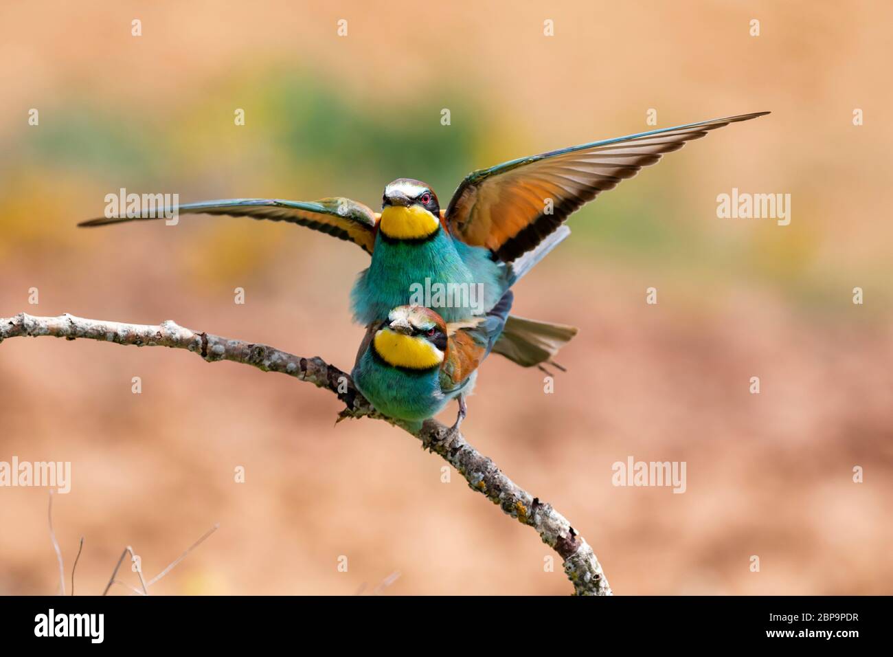 European Bee-eater, Merops apiaster, two individuals perched on a branch mating on an unfocused background. Spain Stock Photo