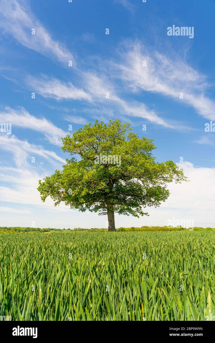 Single Oak tree in a field of young green wheat against a clear blue sky with wispy white clouds. Much Hadham, Hertfordshire. UK Stock Photo