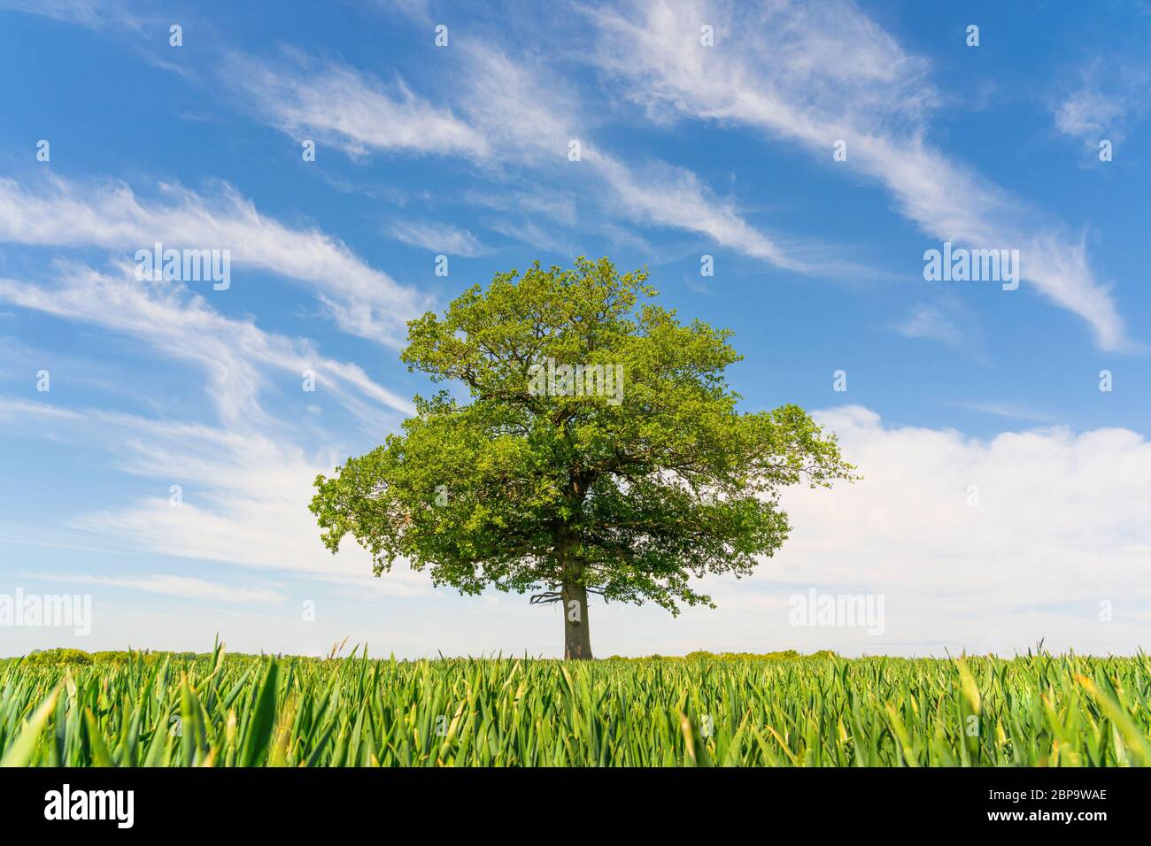 Single Oak tree in a field of young green wheat against a clear blue sky with wispy white clouds. Much Hadham, Hertfordshire. UK Stock Photo