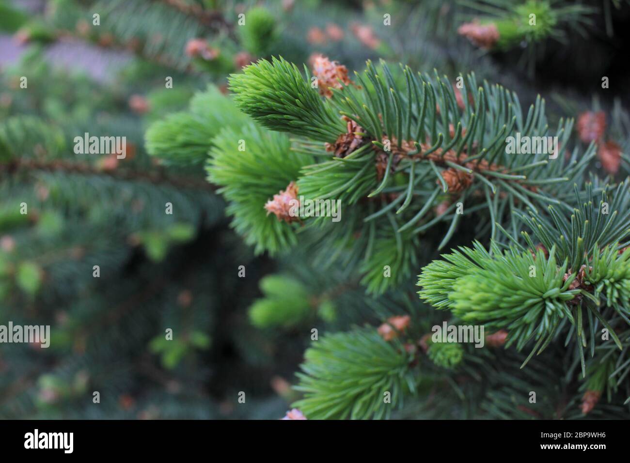 Flowers of the conifers (spruce, fir) called strobili. Closeup of a