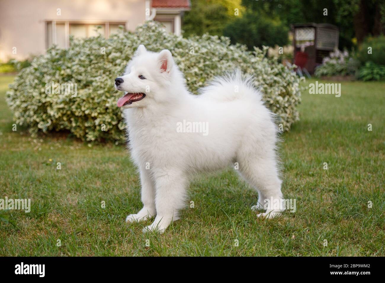 The proposal cheap samoyed